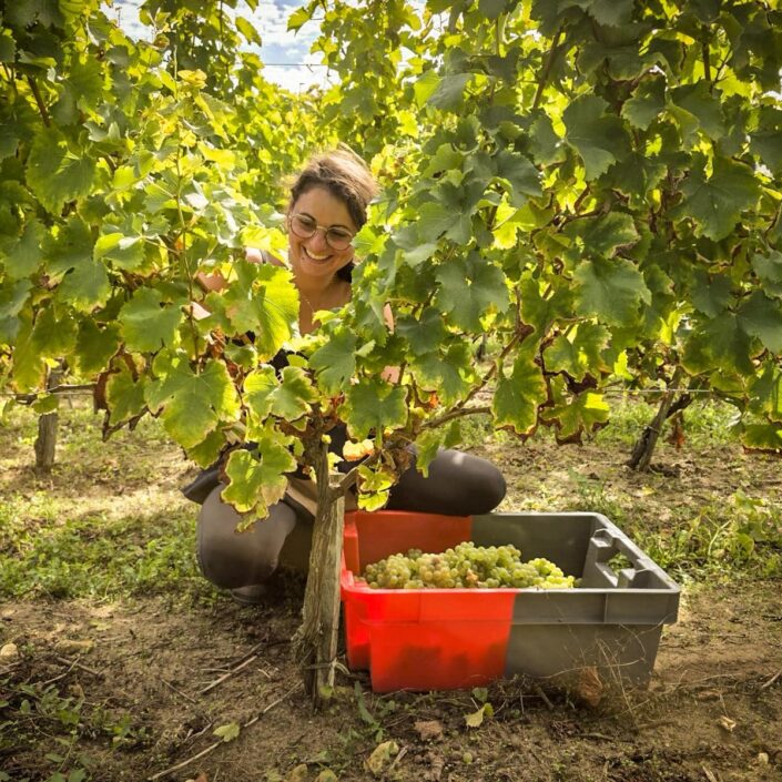 Vendanges au Château ESCOT : Une récolte de septembre pleine de nouveaux départs