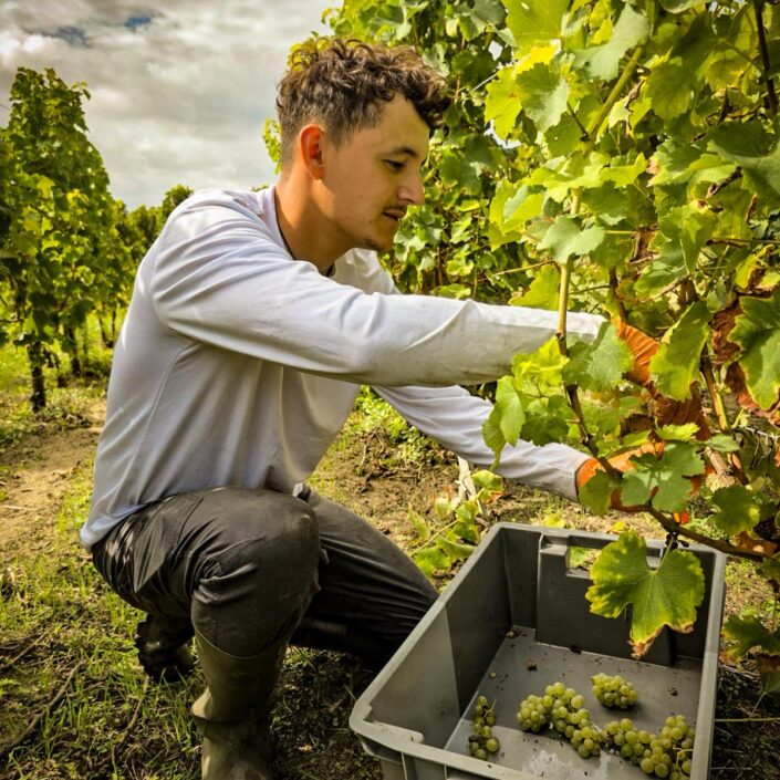 Vendanges au Château ESCOT : Une récolte de septembre pleine de nouveaux départs