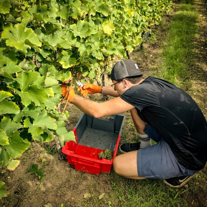 Vendanges au Château ESCOT : Une récolte de septembre pleine de nouveaux départs