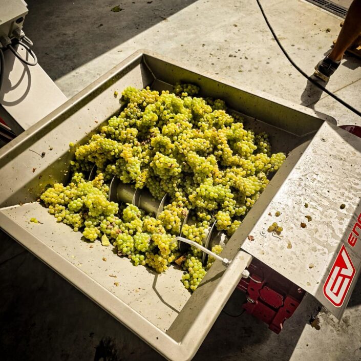 Vendanges au Château ESCOT : Une récolte de septembre pleine de nouveaux départs