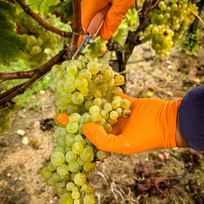 Vendanges au Château ESCOT : Une récolte de septembre pleine de nouveaux départs
