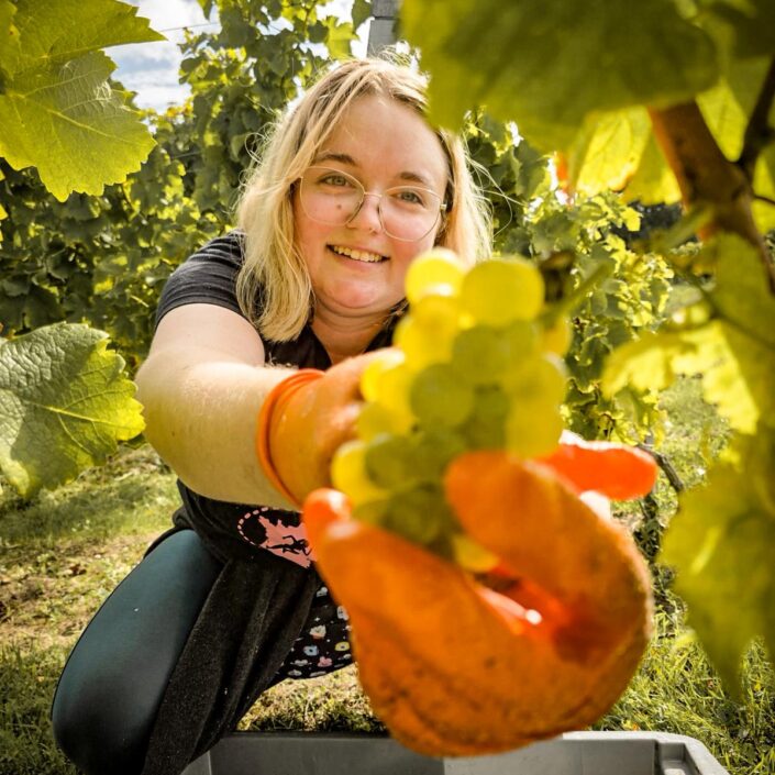 Vendanges au Château ESCOT : Une récolte de septembre pleine de nouveaux départs