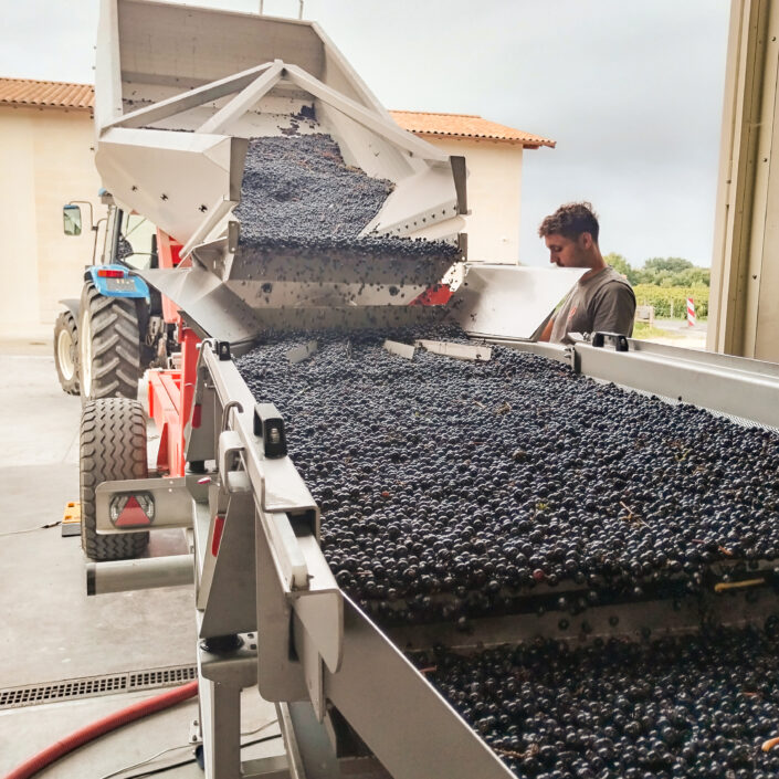 Vinobraní 2026 v Château ESCOT začalo sklizní Merlotu