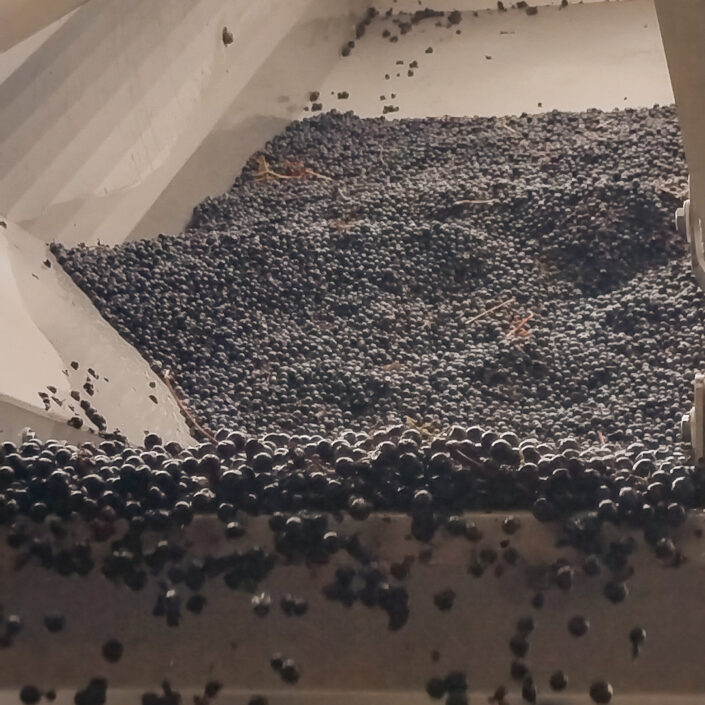 Vinobraní 2026 v Château ESCOT začalo sklizní Merlotu