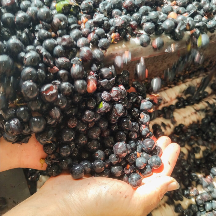 Vinobraní 2026 v Château ESCOT začalo sklizní Merlotu