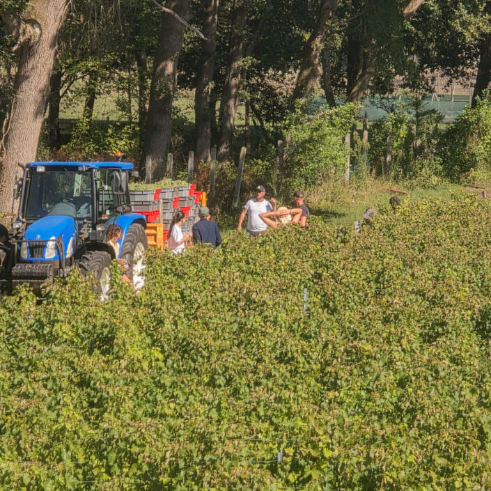 Vinobraní 2026 v Château ESCOT začalo sklizní Merlotu