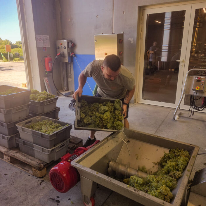 Vinobraní 2026 v Château ESCOT začalo sklizní Merlotu