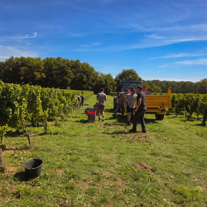 Vinobraní 2026 v Château ESCOT začalo sklizní Merlotu