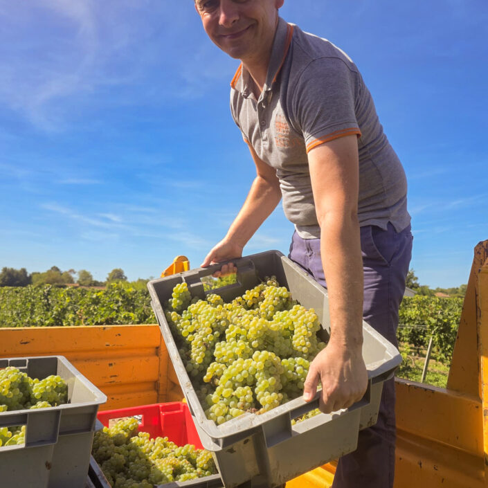 Vinobraní 2026 v Château ESCOT začalo sklizní Merlotu