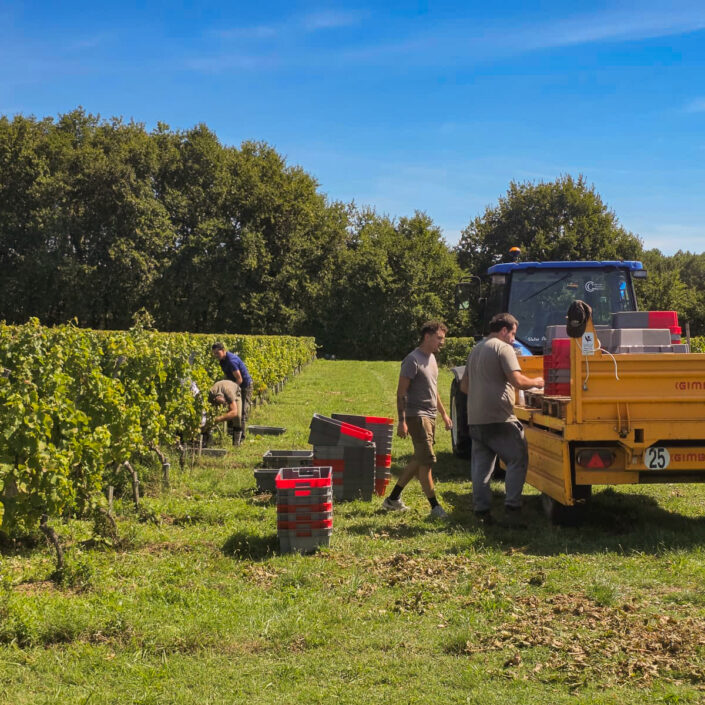 Vinobraní 2026 v Château ESCOT začalo sklizní Merlotu