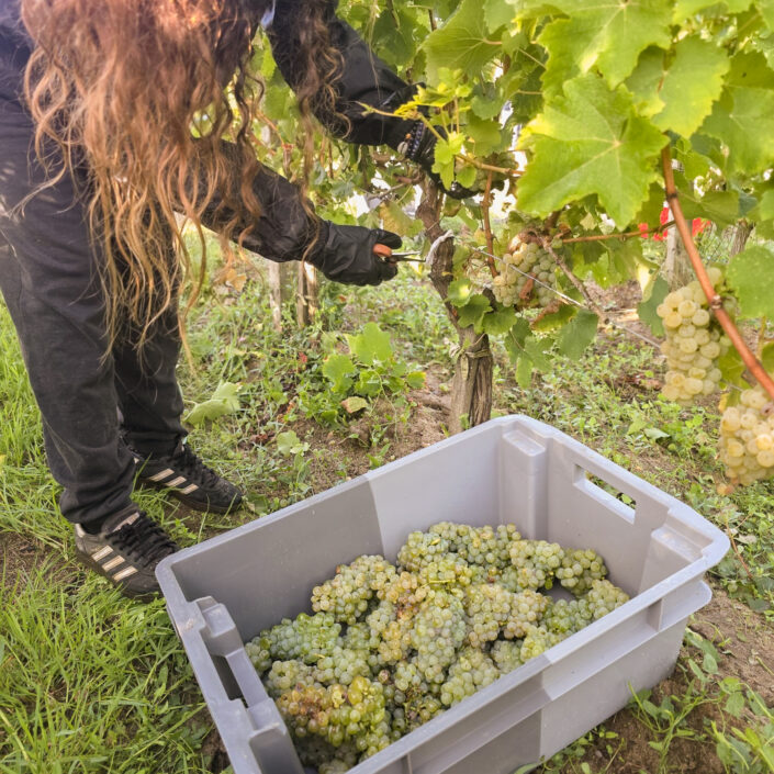 Vinobraní 2026 v Château ESCOT začalo sklizní Merlotu