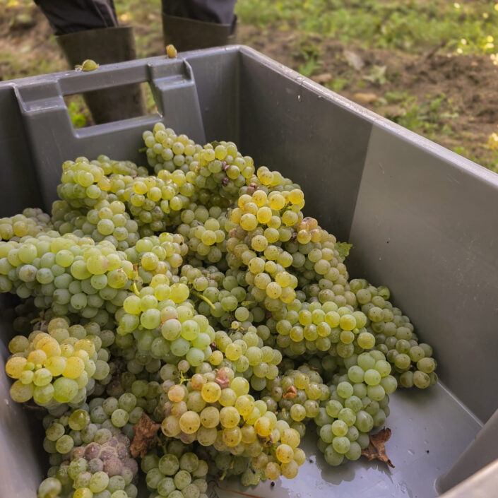 Vinobraní 2026 v Château ESCOT začalo sklizní Merlotu