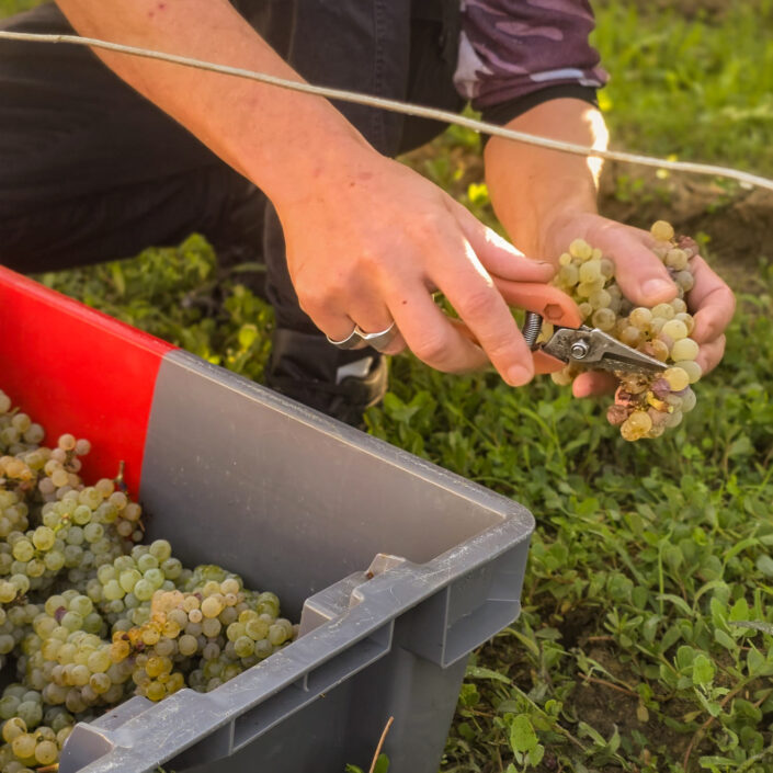 Vinobraní 2026 v Château ESCOT začalo sklizní Merlotu
