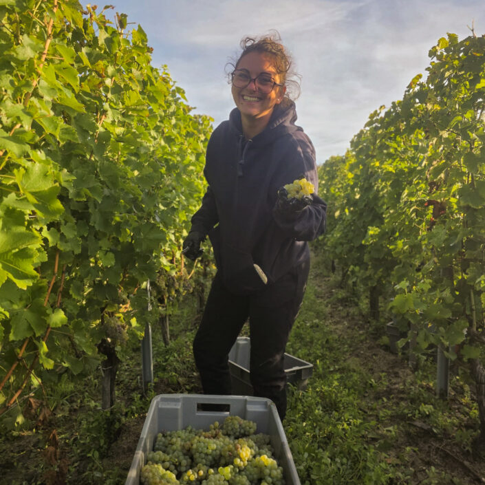 Vinobraní 2026 v Château ESCOT začalo sklizní Merlotu